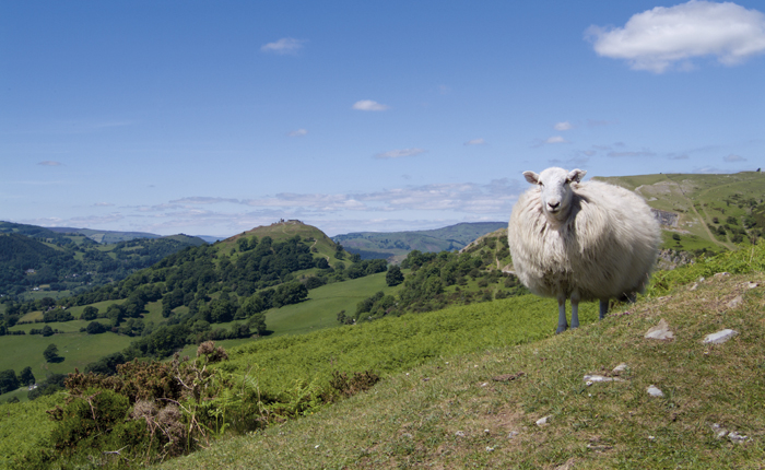 Welsh