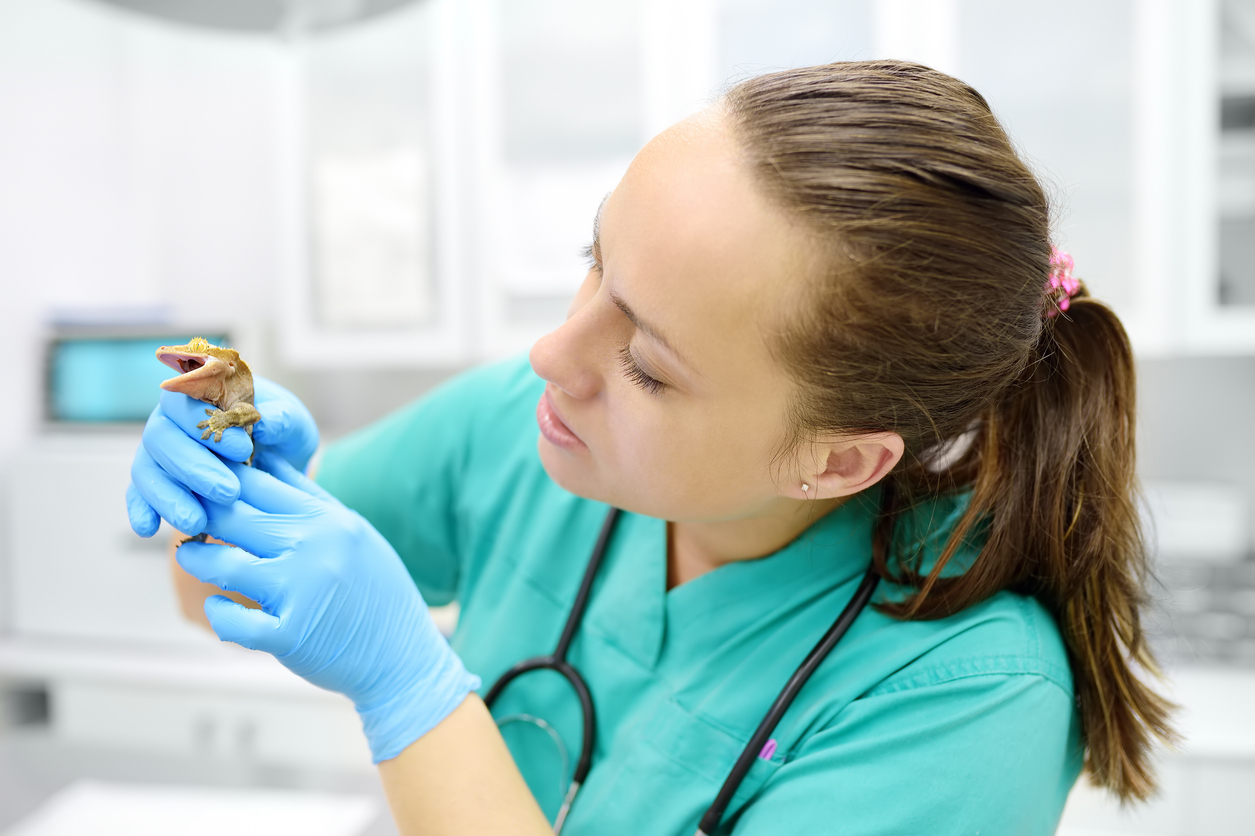 dierenzorg opleiding module amfibieën